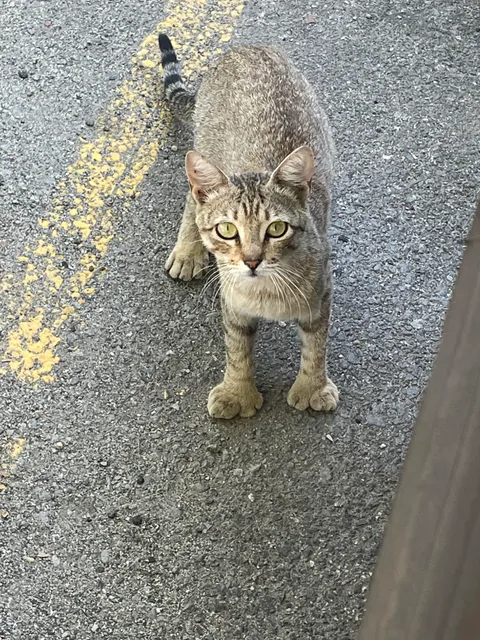 This cat that lives at the parking lot at my job has extra toes