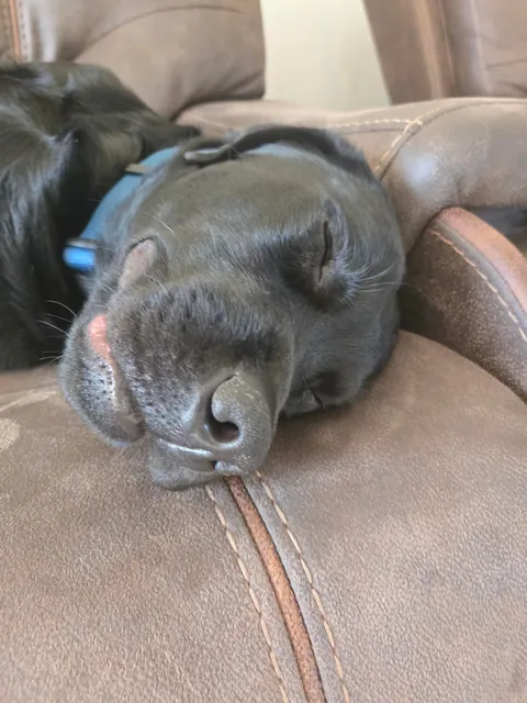 The best pictures of my 3 year old Black Lab!