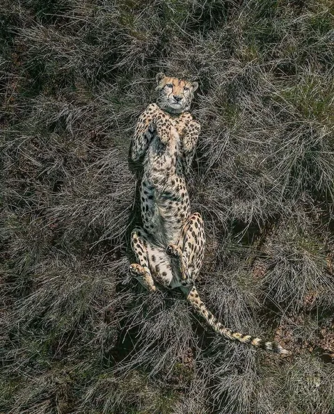 🔥 From Above: Wildlife From a Bird’s Eye View