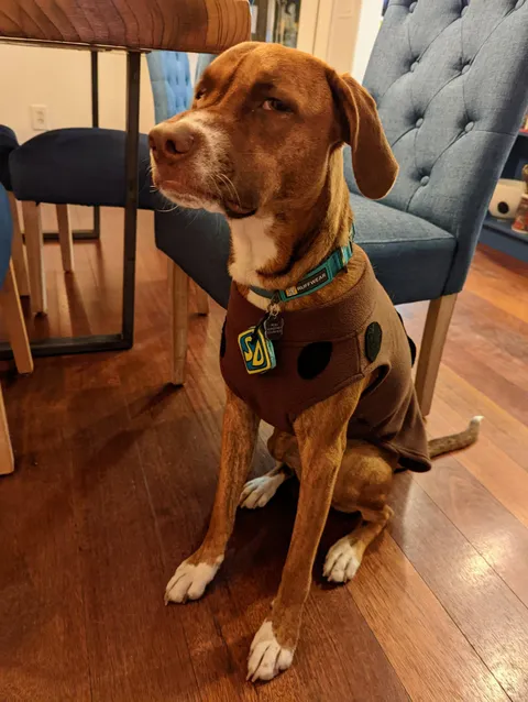 Do you think she wants to be Scooby again this year?