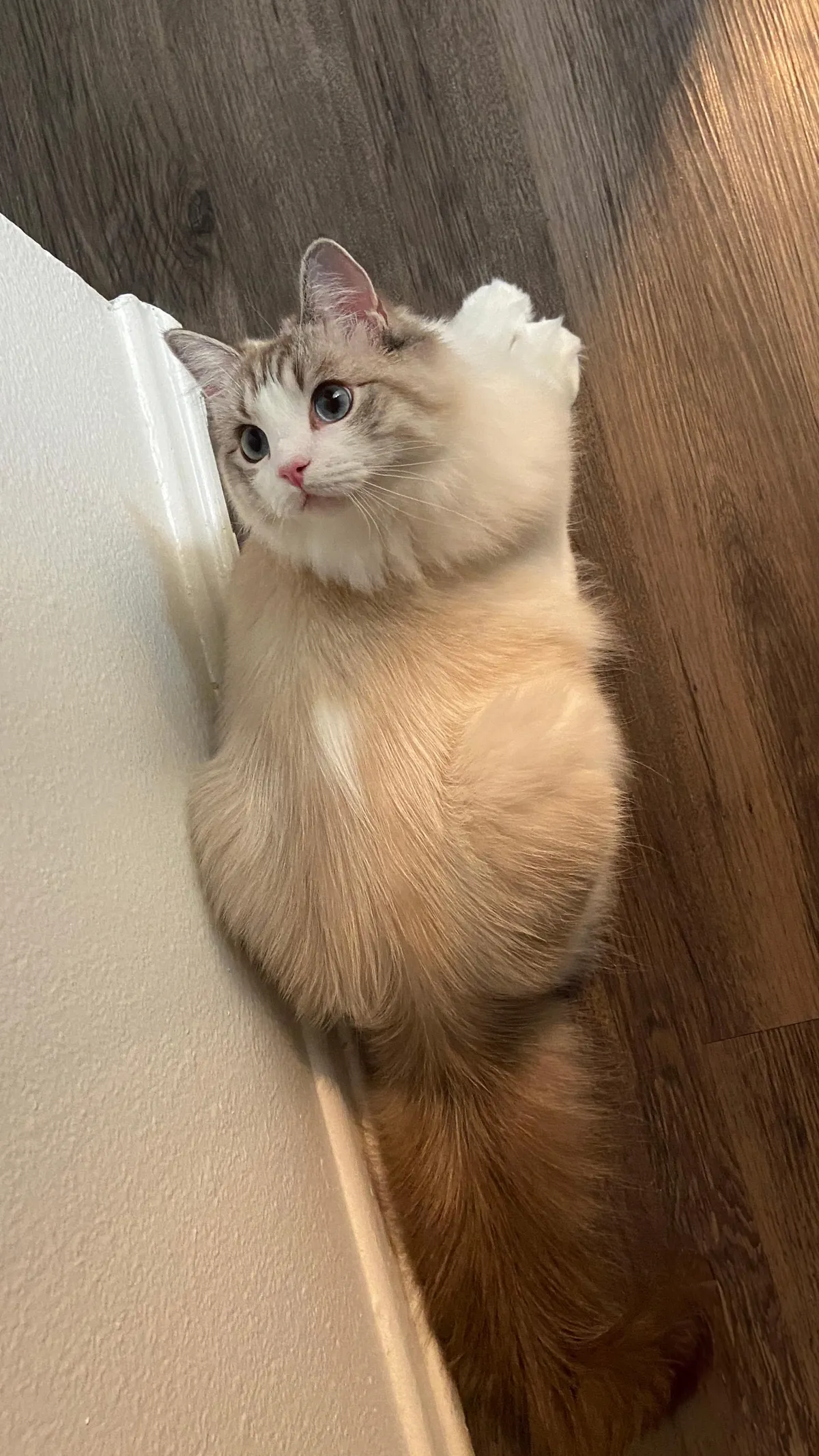 My girlfriend refers to her coat as "a cappuchino with a splash of cream"