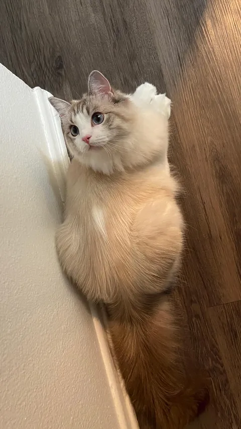 My girlfriend refers to her coat as "a cappuchino with a splash of cream"