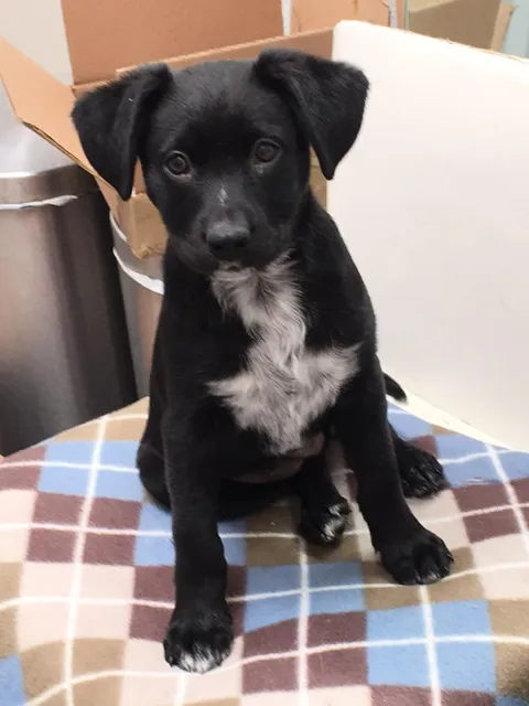 Marked with a downvote since birth. Still a v v v goodboy.