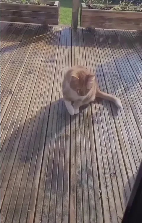 This sly one pretended to have a sore paw so they'd let him in the house