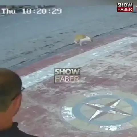 Man saves cat that got something stuck in its throat