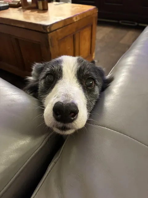 When Scarlet Wants Attention 🥰