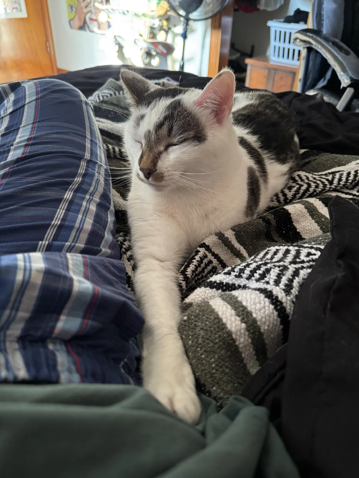 This is Moose. He likes to reach out and grab me when he’s napping.