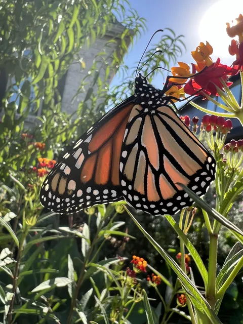 This monarch looks like a painting