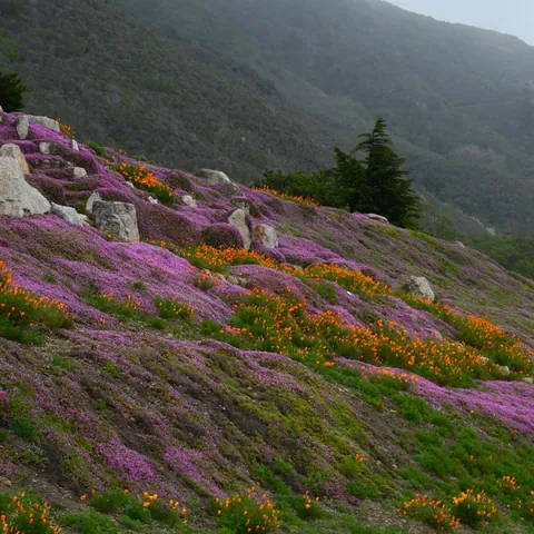 Ice plant flowers and poppies along the side of California highway, USA (OC) (1500X1500)