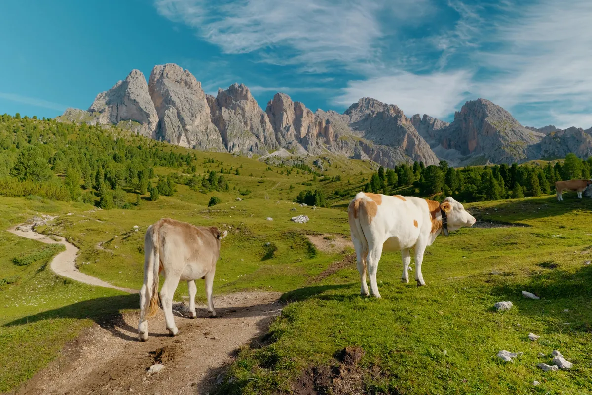 Went to the Dolomites!