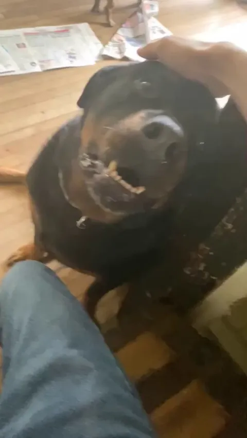 My friends 160lb Rottweiler