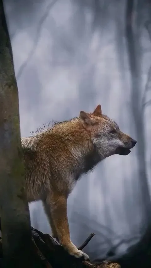 🔥 The wolves of Germany are a remarkable symbol of resilience and recovery