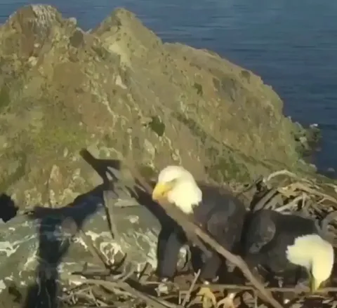 🔥 This eagle couple having a disagreement on how to organize their nest