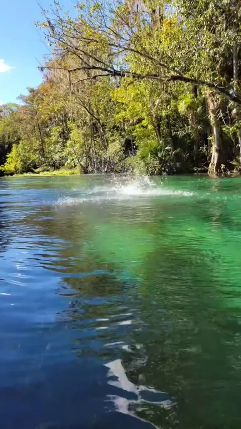 🔥 Weather Forecast for Silver Springs, Florida: Sunny with a Chance of Rhesus Macaque Monkeys