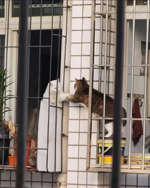 Love knows no barriers