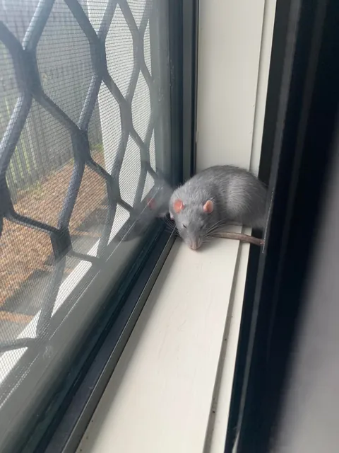 I think I got tricked into owning a cat.