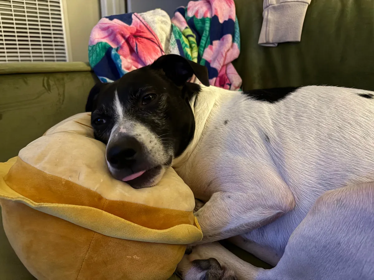 This is Tuna. Sometimes she sits weird. 100/10 love her for it tho