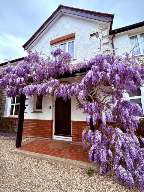Wonderful wisteria