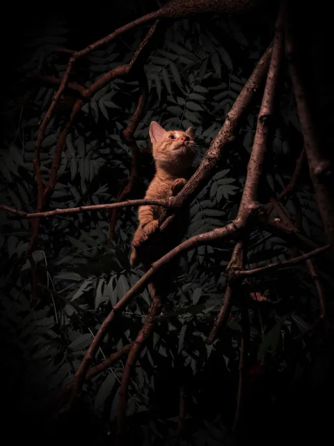 ITAP of my cat Pringles