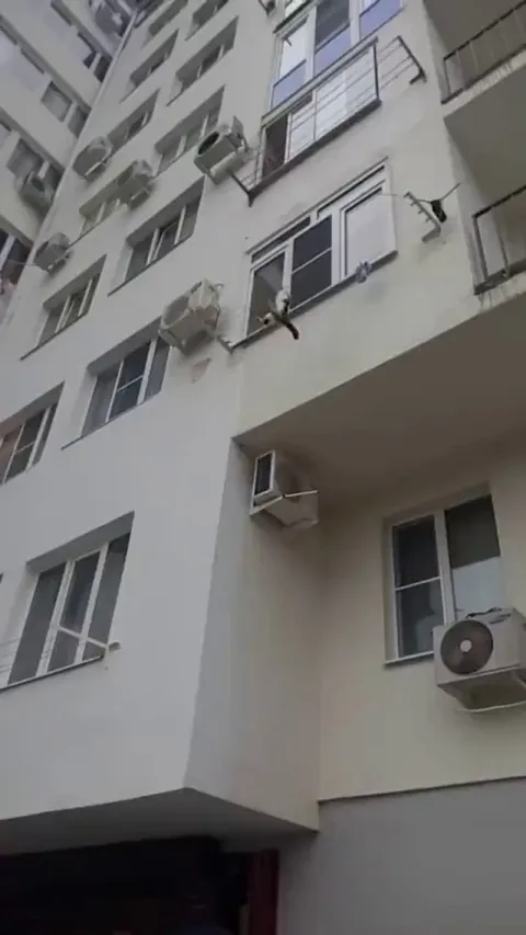 Man catches falling cat