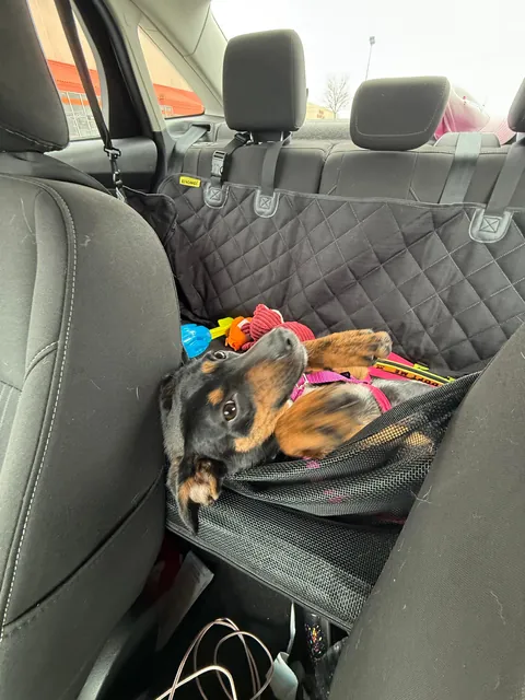 Every week I take a shelter dog out for a field trip. The past two weeks I took Messiah. He’s a very happy boy.