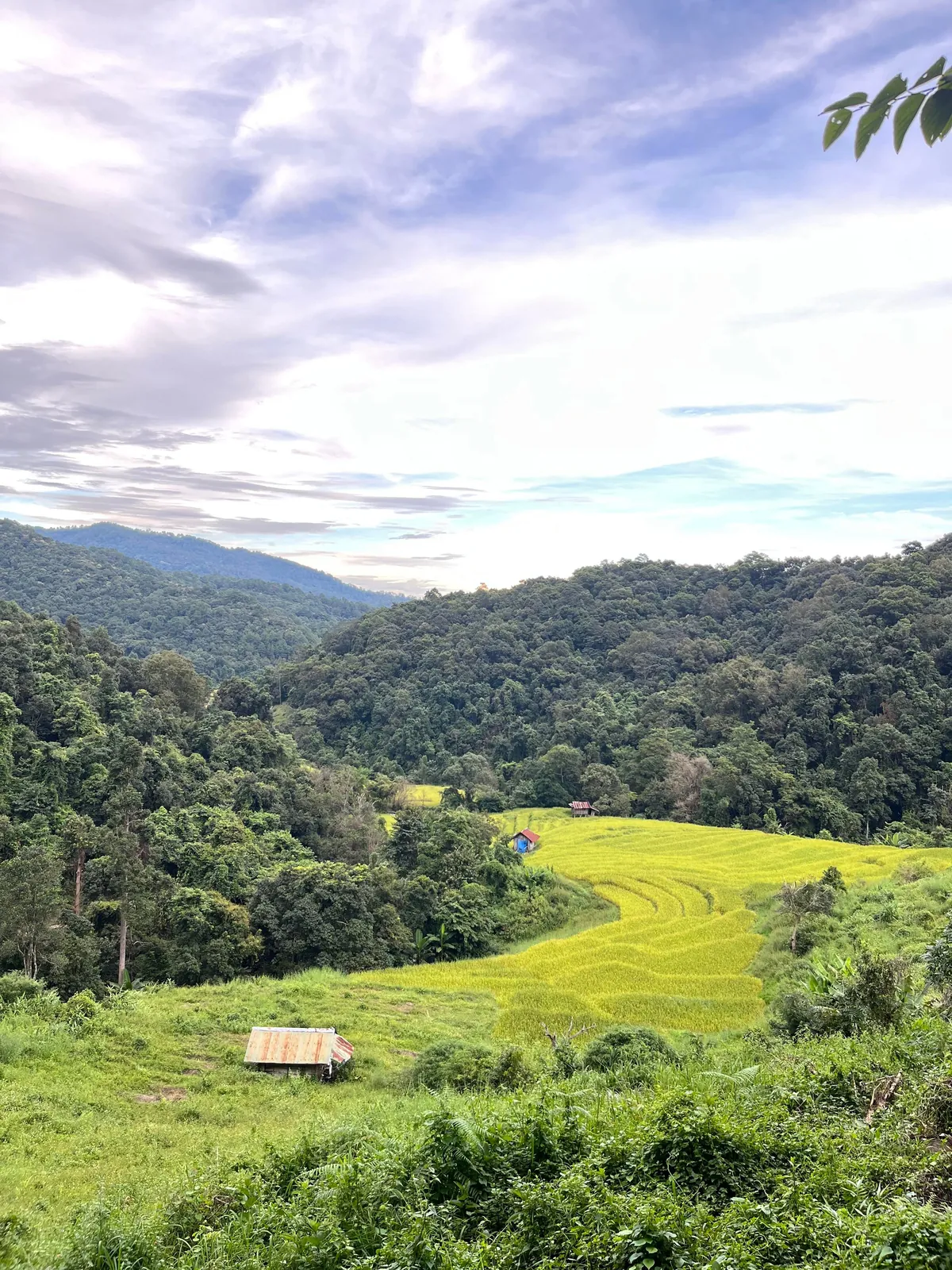 5 Days in Chiang Mai reflection. Slower Pace + Crisp Air + omg Khao Soi (curry noodle soup)