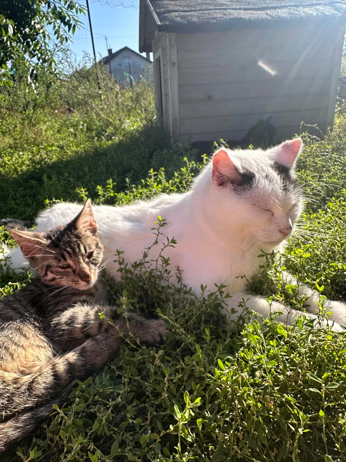 My Sundays are for volunteering at a cat hospice. I think I look forward to it even more than them