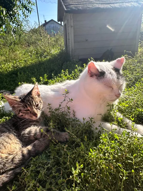 My Sundays are for volunteering at a cat hospice. I think I look forward to it even more than them