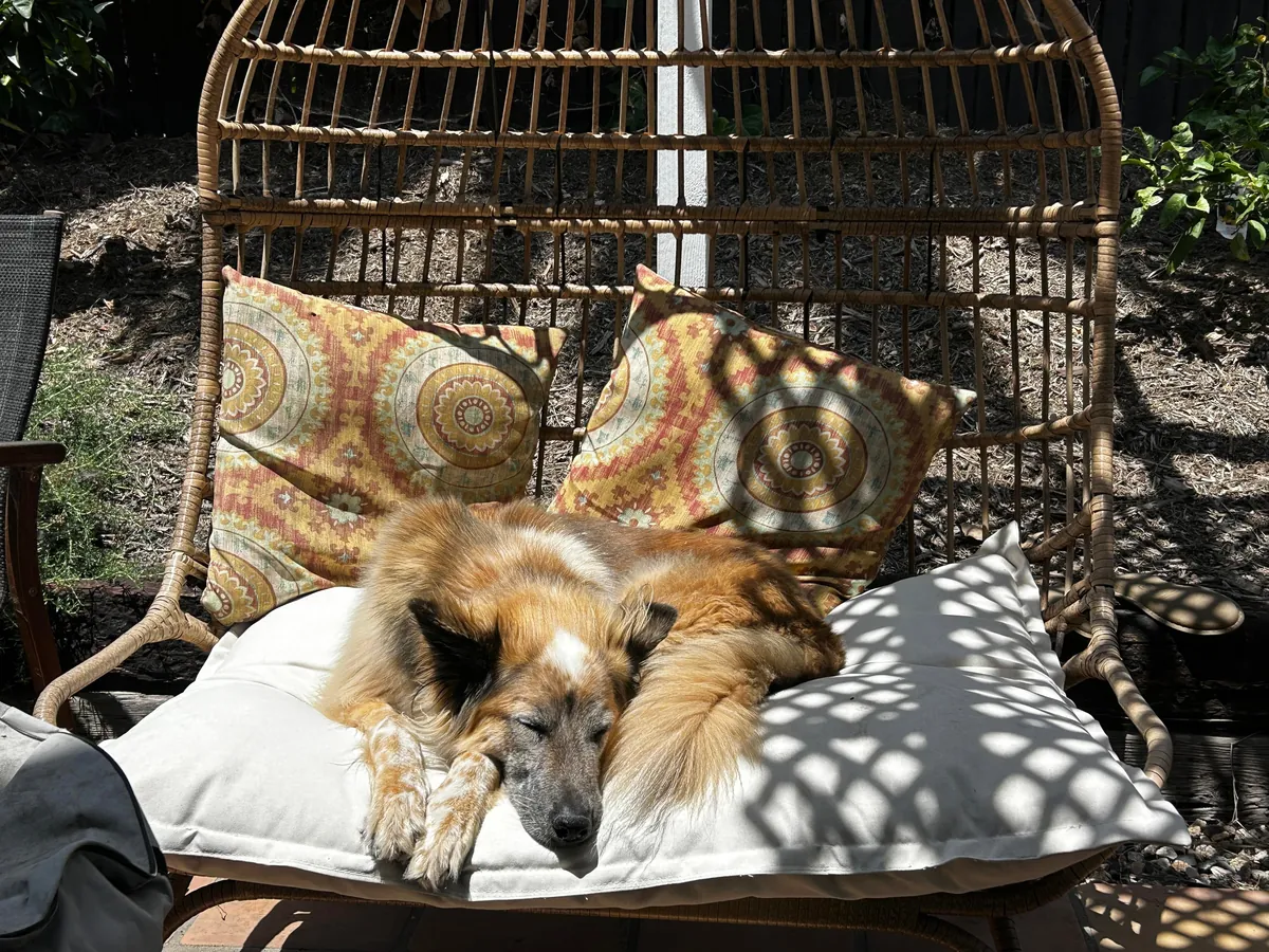 Celebrating two years with Snacks, our big goofy rescue dog