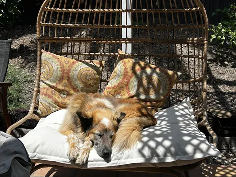 Celebrating two years with Snacks, our big goofy rescue dog