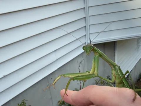 🔥Huge pregnant mantis chilling on my hand