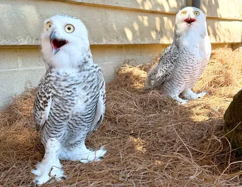 PsBattle: Two surprised snowy owl chicks