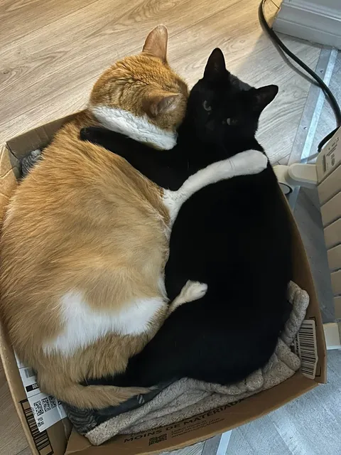 Our old man George 🌈