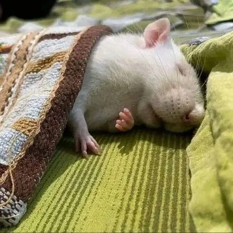 PLEASE show me pics of ur rats sleeping! I’m obsessed😭