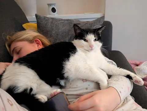 Every evening. Cat must sit on face.