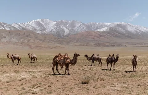 I cycled across Mongolia. Here are some pics. 