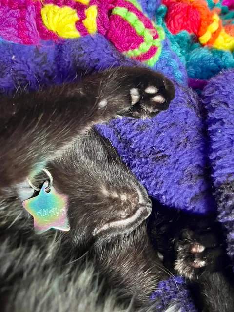 Happy 10th birthday 🖤🐈‍⬛