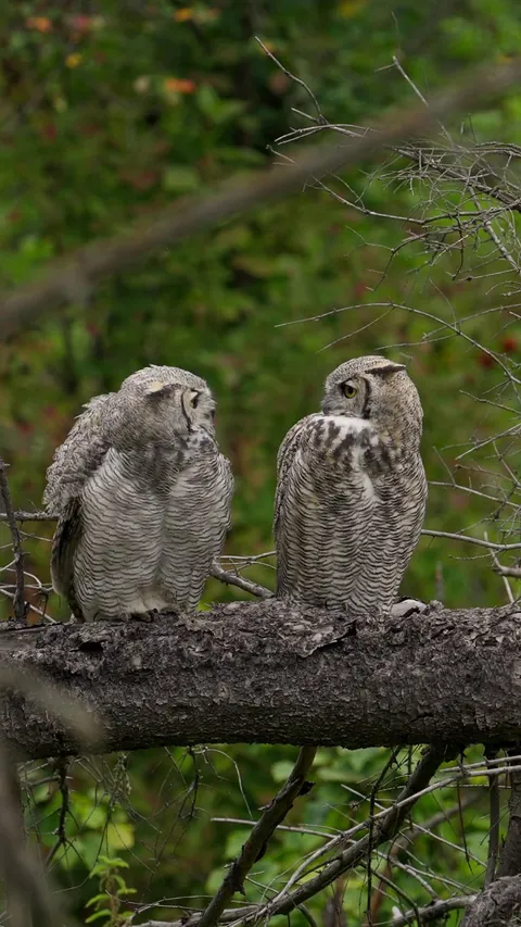 🔥 Owl lotta love...
