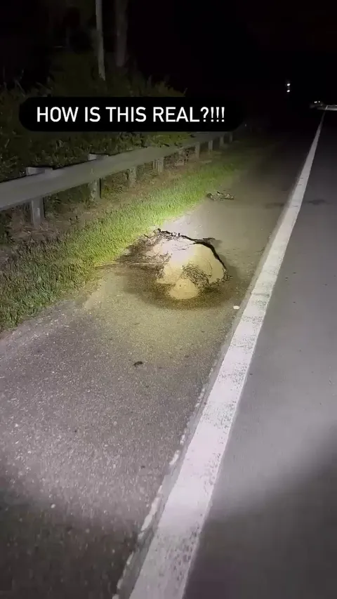 Maggots Feast On Alligator