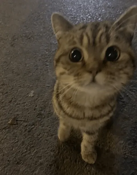 Who would believe this is a stray cat? 😭