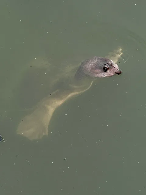 🔥Florida soft shell turtle