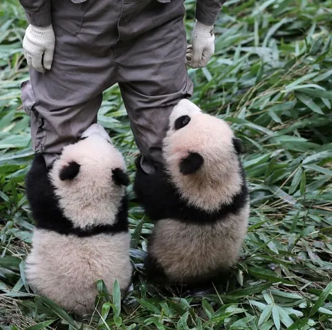Baby pandas holding on to their caretaker 