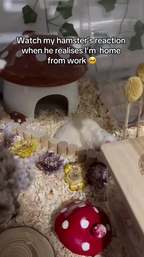 Hamster realises its owner is home.