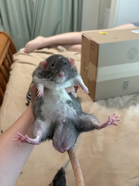 Wanted to see if he was fat. I can’t stop laughing at this photo
