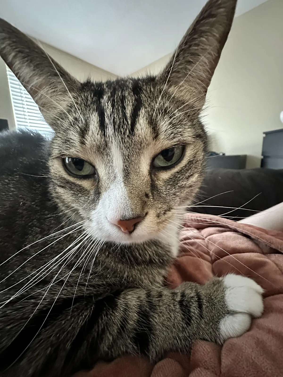 This is the face of a guy who caught a mouse and then let it escape