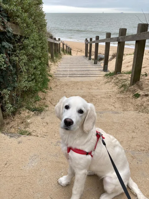 Watch my golden ika grow 💗