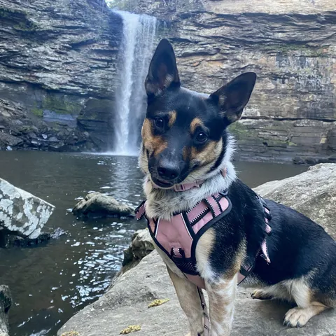 Happy 2nd birthday to Pickles, shes the best dog ever