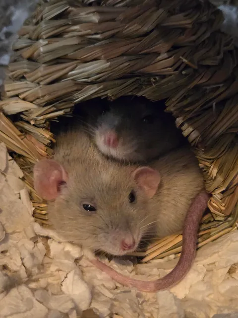 Doby is 2 years old today!!!!