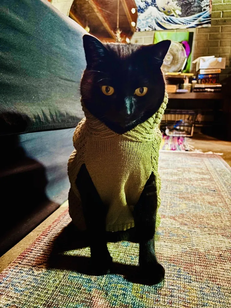 Girlfriend got him a fall sweater as a joke but I think he likes it