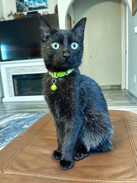 Ocho the salt and pepper kitty